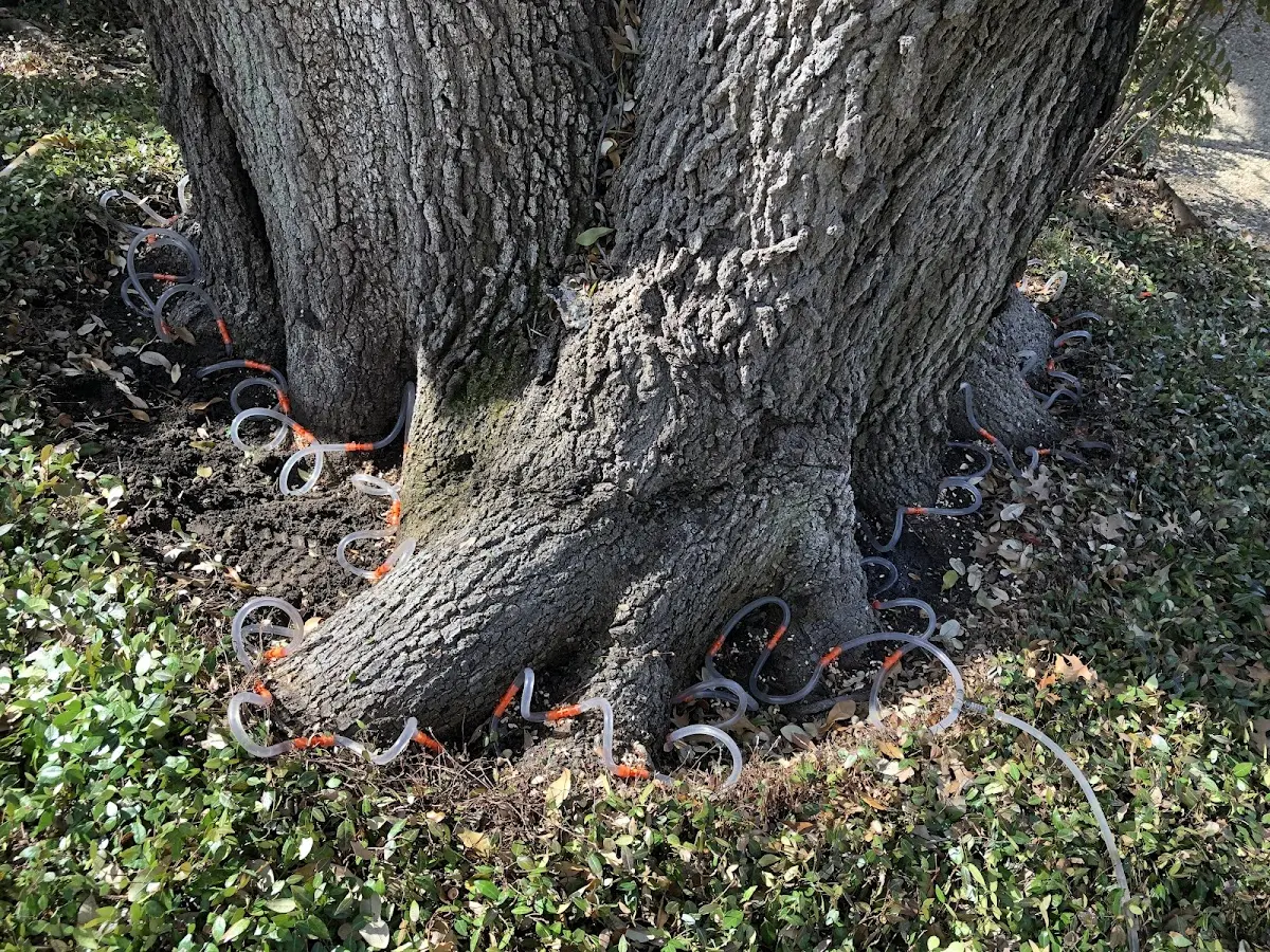 Detailed Tree Cabling and Bracing job site in Quebeck