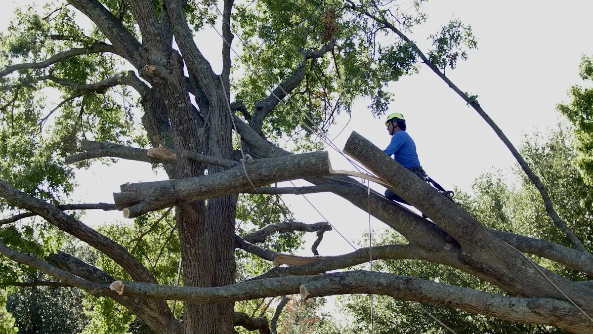 Professional Hazardous Tree Removal performed by certified arborists in Quebeck