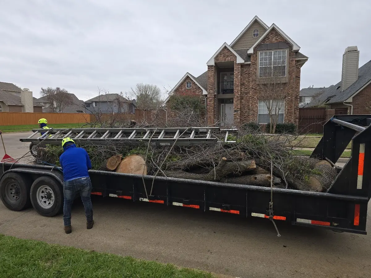 Expert Tree Removal with proper safety equipment in Quebeck